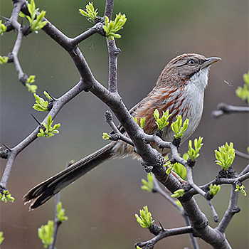 Beijing Babbler