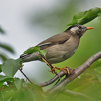 White-cheeked Starling