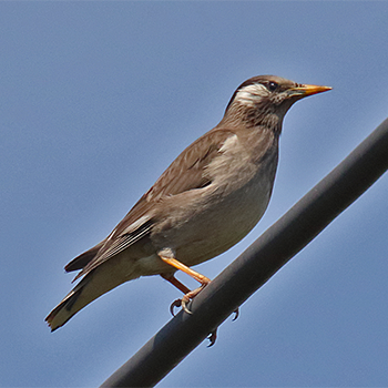 White-cheeked Starling