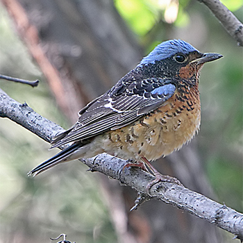 White-throated Rock-thrush
