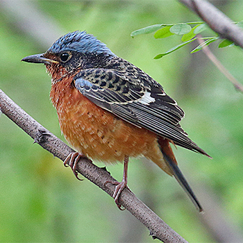 White-throated Rock-thrush