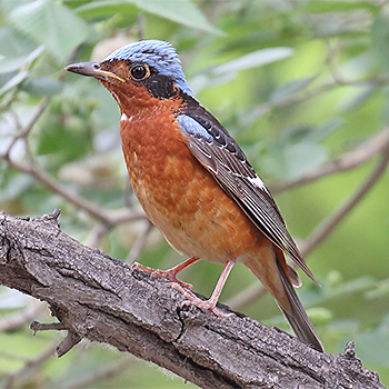 White-throated Rock-thrush