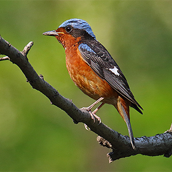 White-throated Rock-thrush