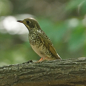 White-throated Rock-thrush