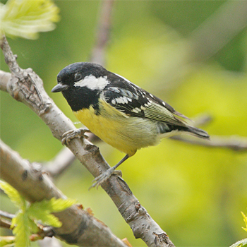 Yellow-bellied Tit