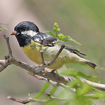 Yellow-bellied Tit