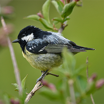 Yellow-bellied Tit