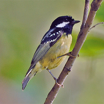 Yellow-bellied Tit