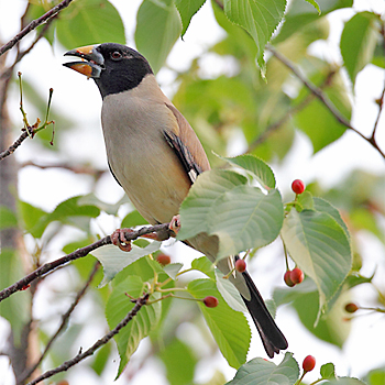 Yellow-billed Grosbeak