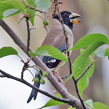 Yellow-billed Grosbeak
