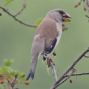 Yellow-billed Grosbeak