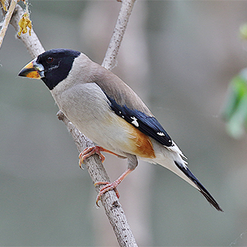 Yellow-billed Grosbeak