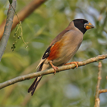 Yellow-billed Grosbeak