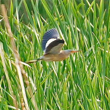 Yellow Bittern