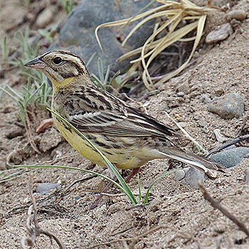 Yellow-breasted Bunting