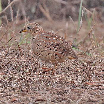 Yellow-legged Buttonquail