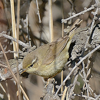 Yellow-streaked Warbler