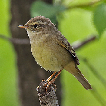 Yellow-streaked Warbler