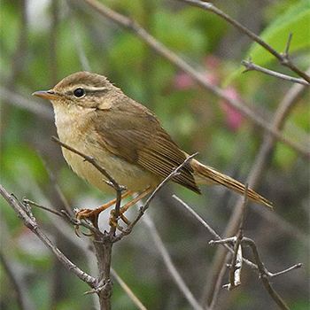 Yellow-streaked Warbler