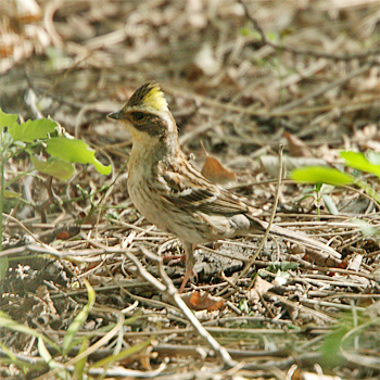 Yellow-throated Bunting