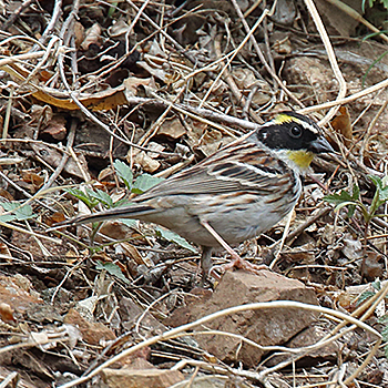 Yellow-throated Bunting