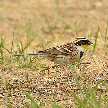 Yellow-throated Bunting