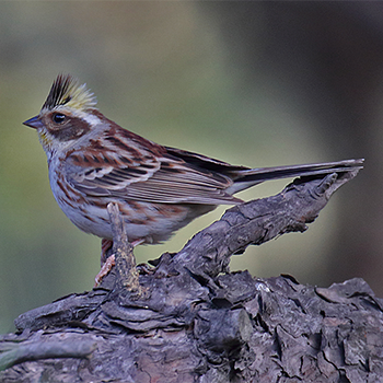 Yellow-throated Bunting