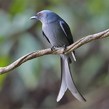Ashy Drongo