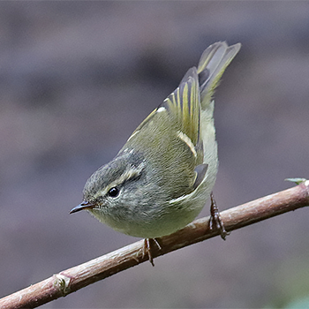 Ashy-throated Warbler