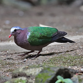 Asian Emerald Dove