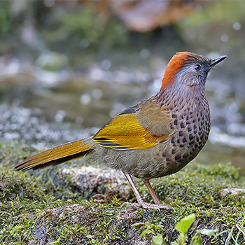 Assam Laughingthrush