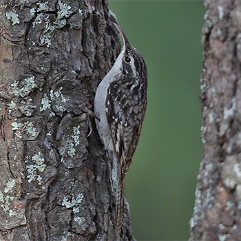 Bar-tailed Treecreeper