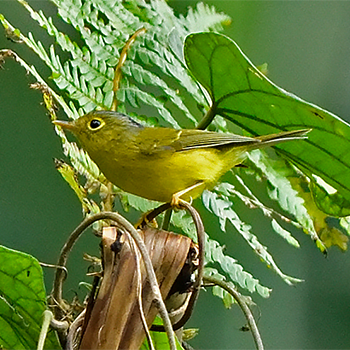 Bianchi's Warbler