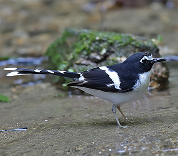Black-backed Forktail