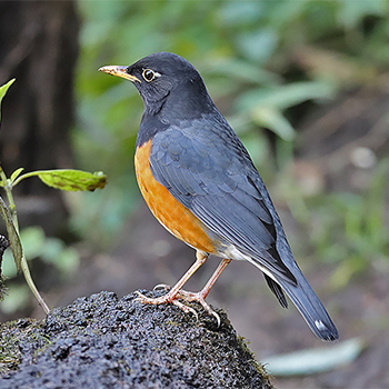 Black-breasted Thrush