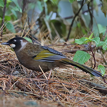 Black-faced Laughingthrush