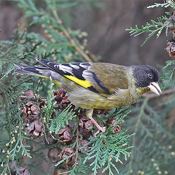 Black-headed Greenfinch