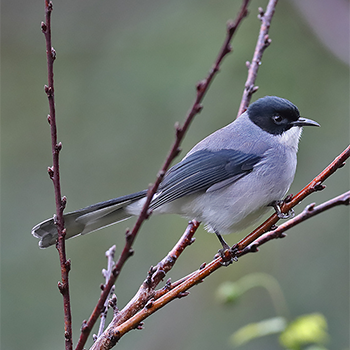 Black-headed Sibia
