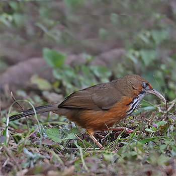 Black-streaked Scimitar-babbler