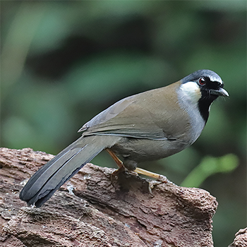 Black-throated Laughingthrush