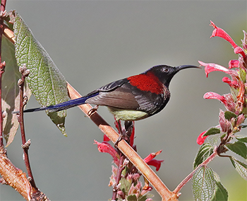 Black-throated Sunbird
