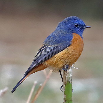 Blue-fronted Redstart