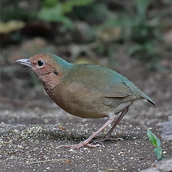 Blue-naped Pitta