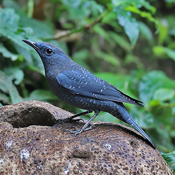 Blue Rock-thrush