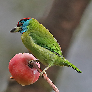 Blue-throated Barbet