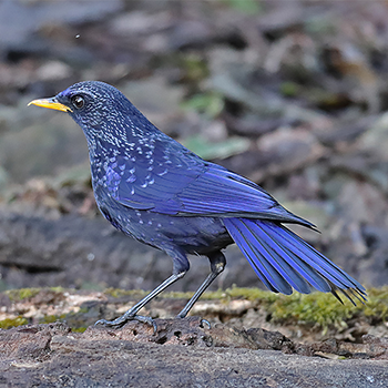 Blue Whistling-thrush