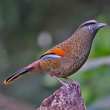 Blue-winged Laughingthrush