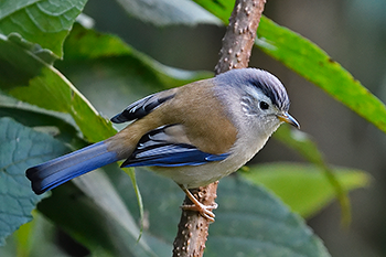 Blue-winged Minla