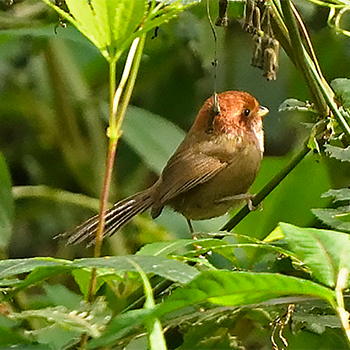 Brown-winged Parrotbill