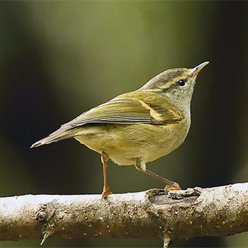 Buff-barred Warbler